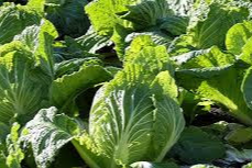 김장배추 모종 심는 시기