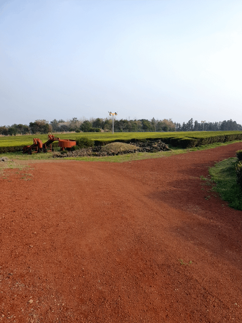 제주 수망다원 카페 앞에 있는 녹차밭
