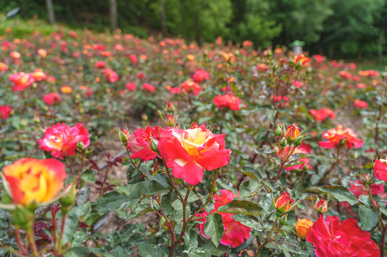 백만송이장미원