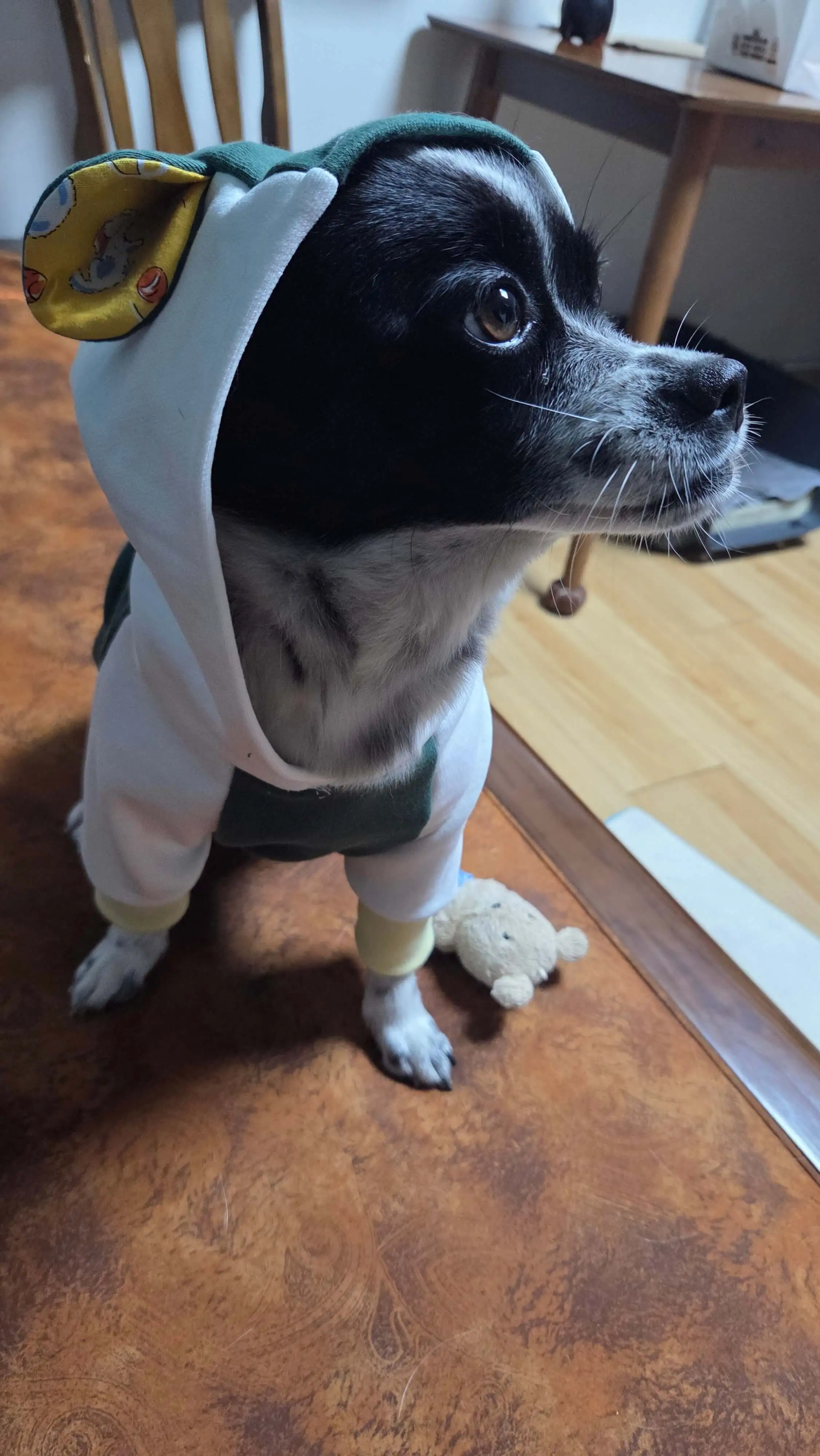 고양이 귀가 달린 후드티를 입은 행복이 모습