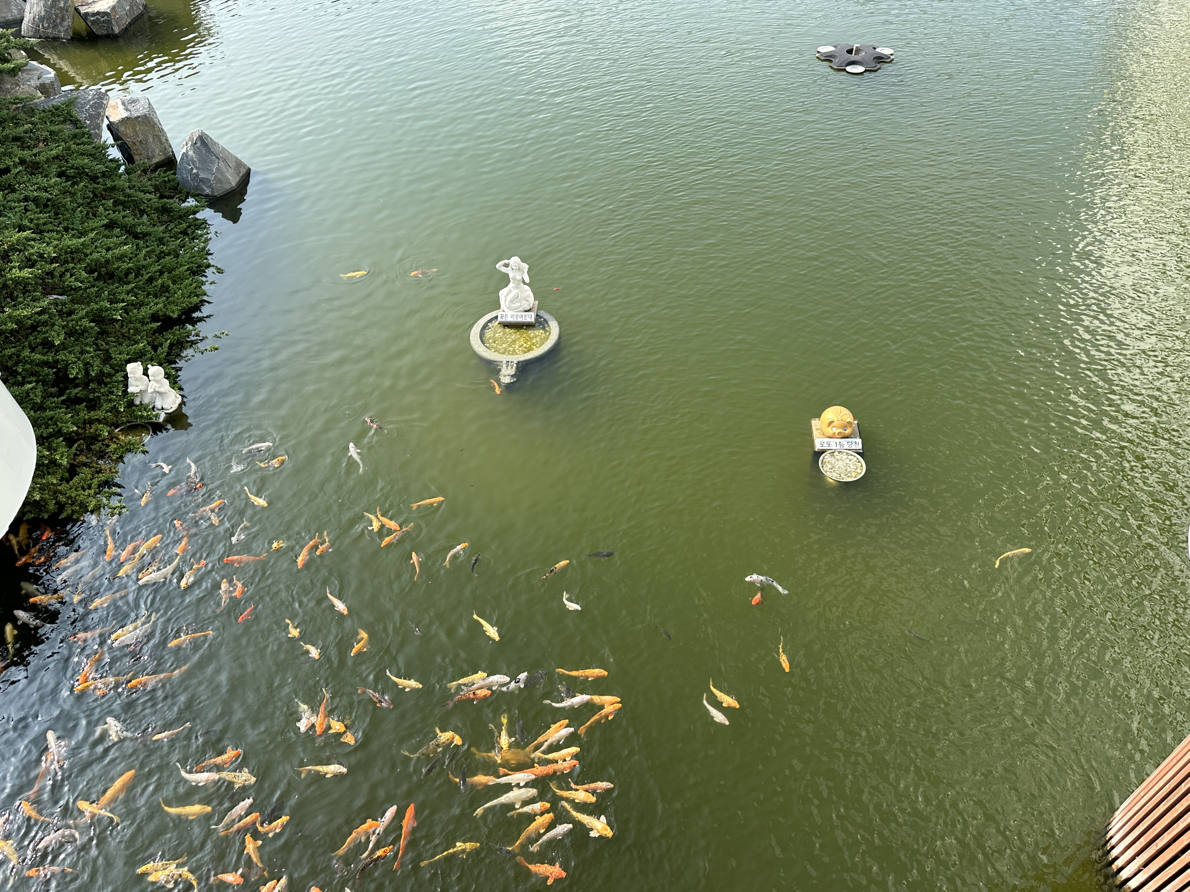 연못의 잉어떼