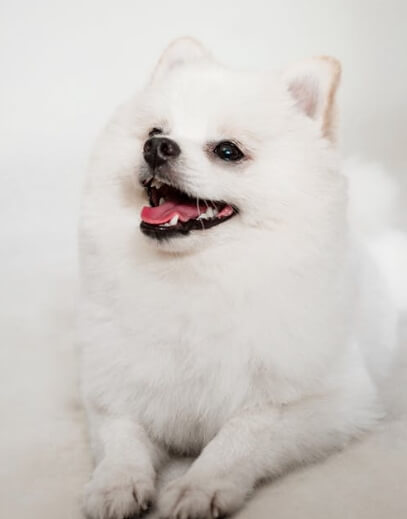 노령견 피부 건조가 심해지는 이유