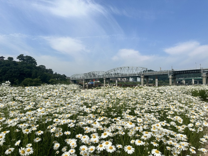 공주 샤스타데이지