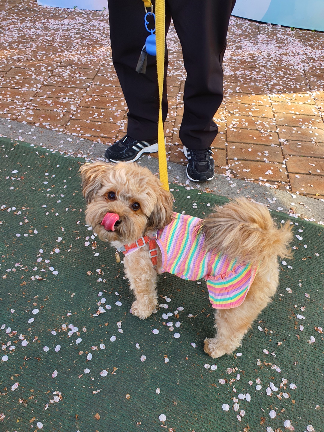 혀 낼름하는 강아지