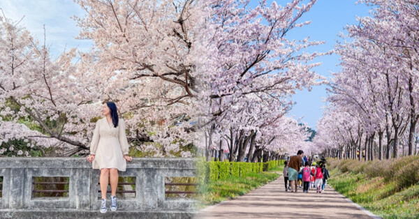 2026 전국 벚꽃 명소 TOP10 (벚꽃 개화시기까지 정리)