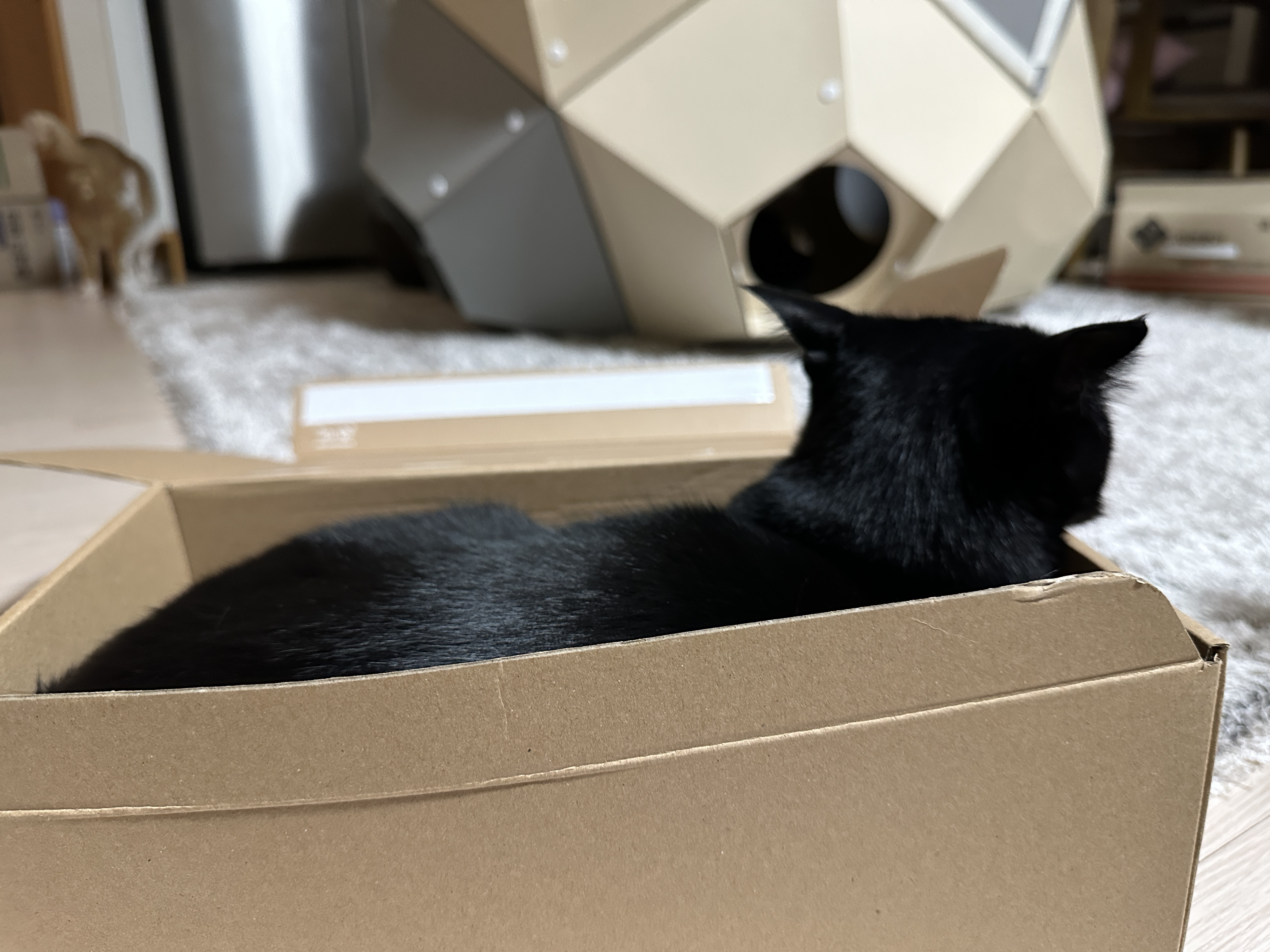 나이키-vs-아디다스!-건이의-선택을-받은-박스는?!-(feat.-막둥이,-호야,-요미)