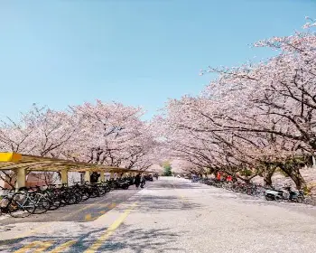 경주벚꽃축제_23