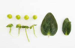 봄 향기 가득한 주말 여행 마무리: 대구 인근 쑥떡 전문점 투어 가이드