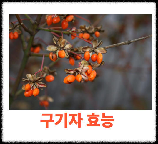 구기자 효능