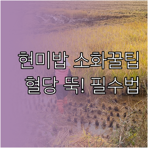 현미밥 소화 잘 되는 조리법과 혈당 ..