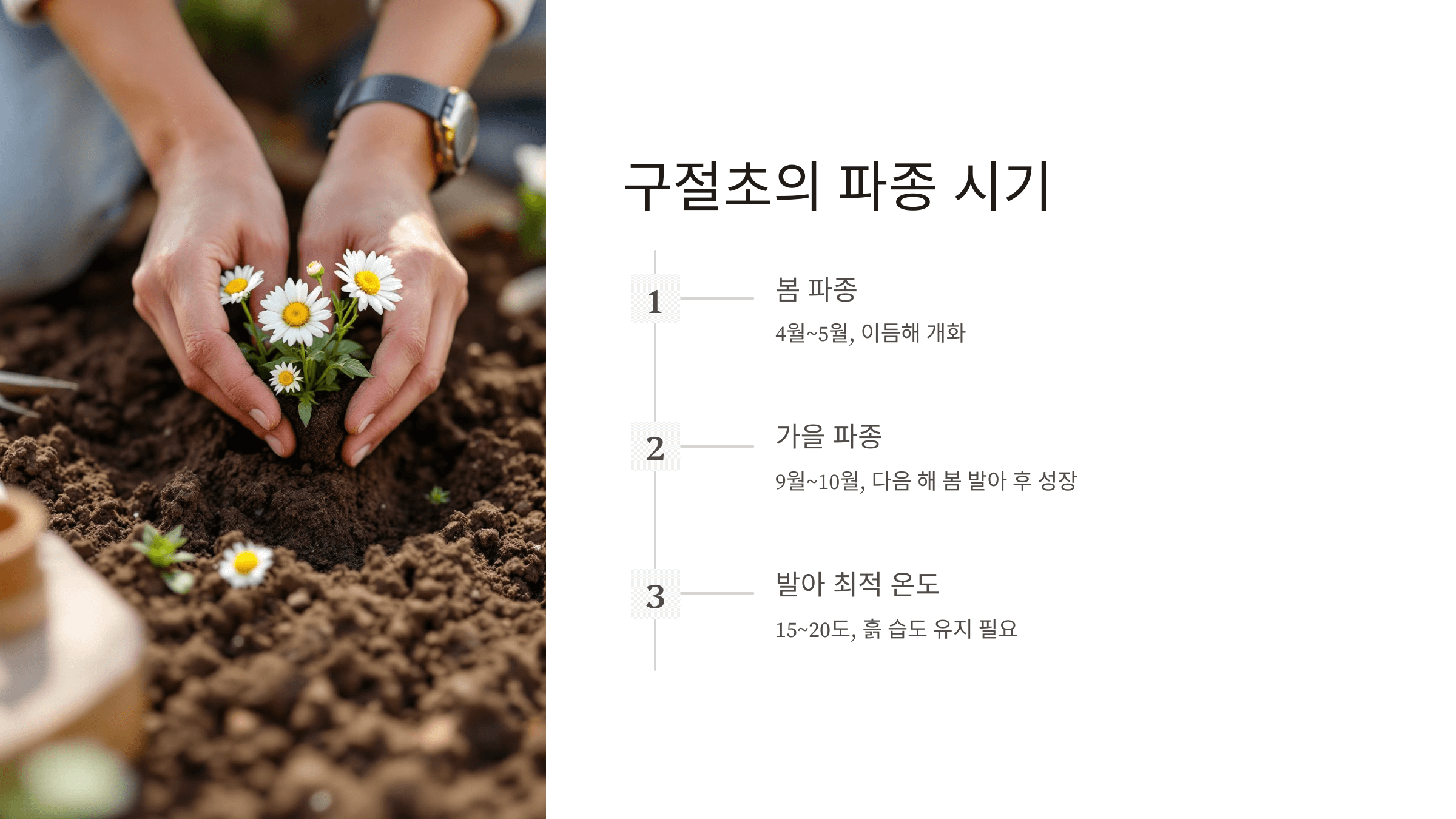 구절초 사진입니다.