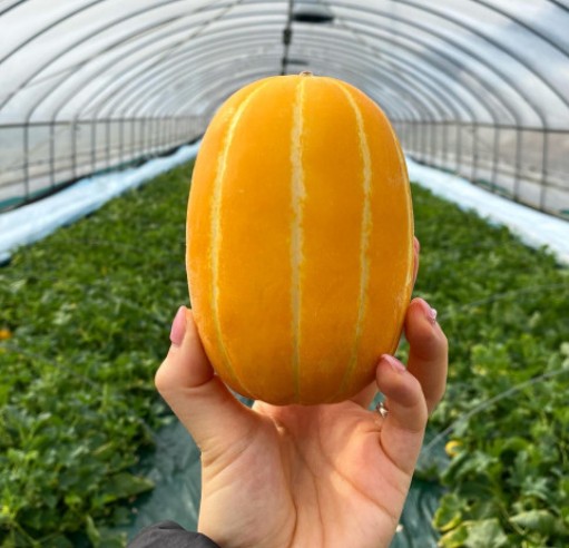 참외-순치기-방법