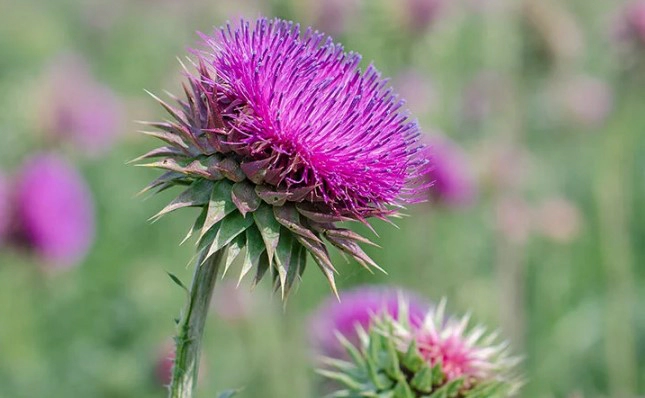 밀크시슬 자주 묻는 질문 FAQ