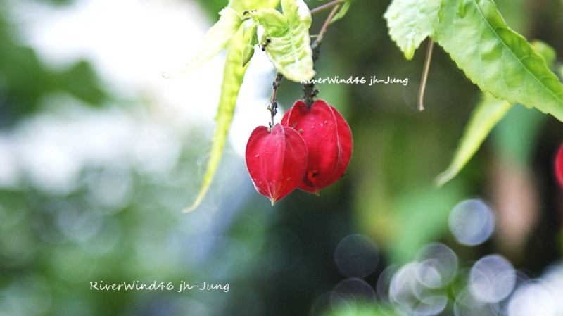 브라질 아부틸론,Brazilian Abutilon 식물 정보