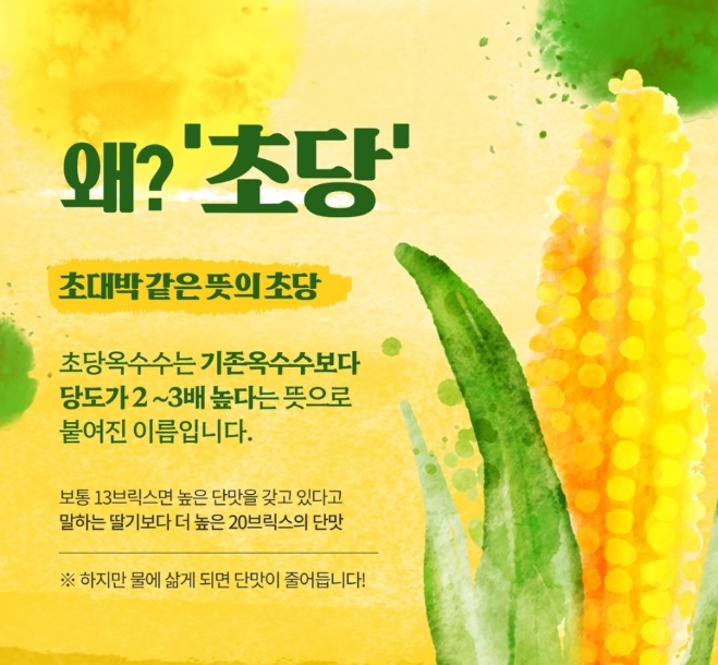 초당옥수수
