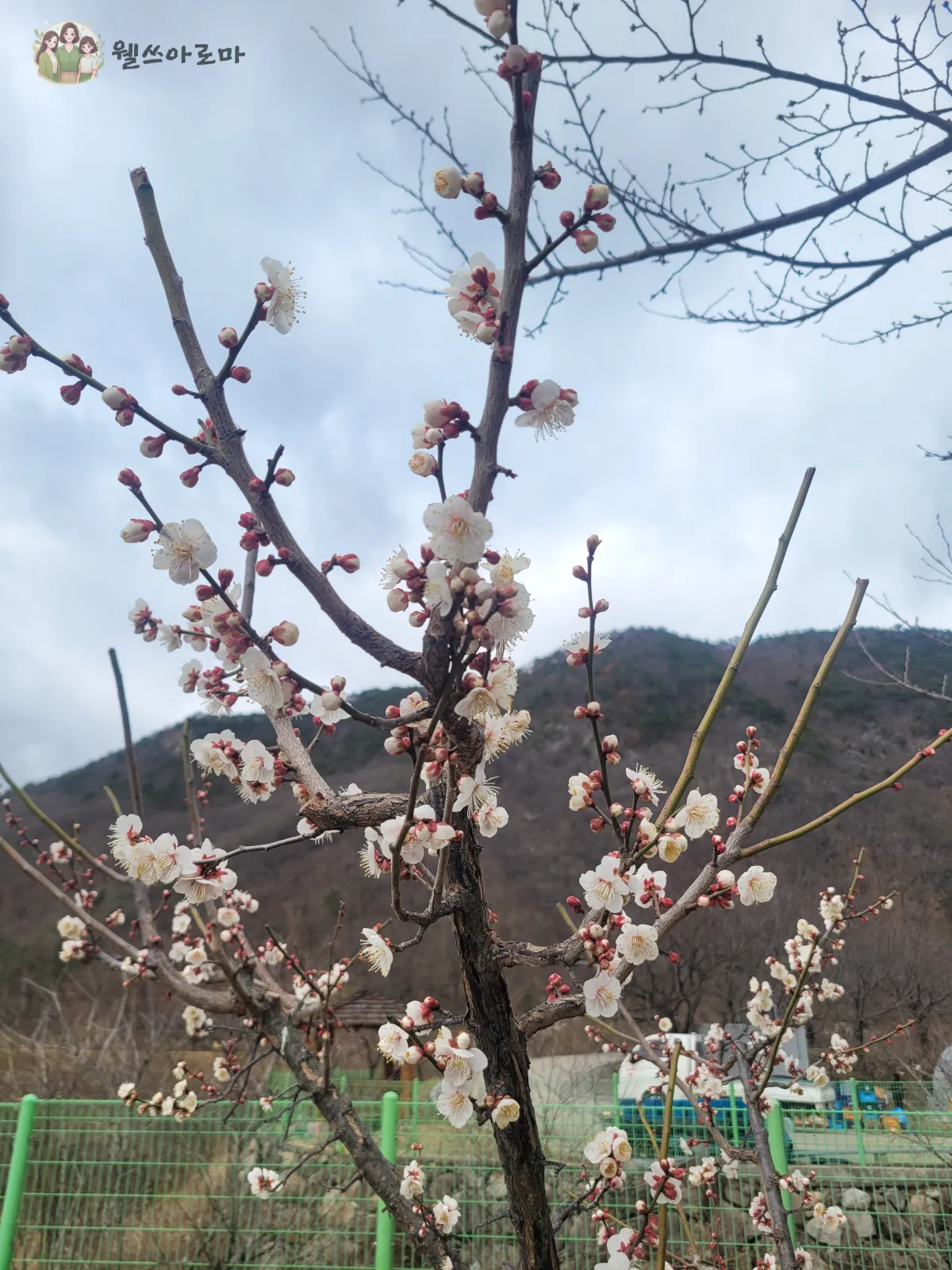 미나리삽겹살-3번집-입구매화