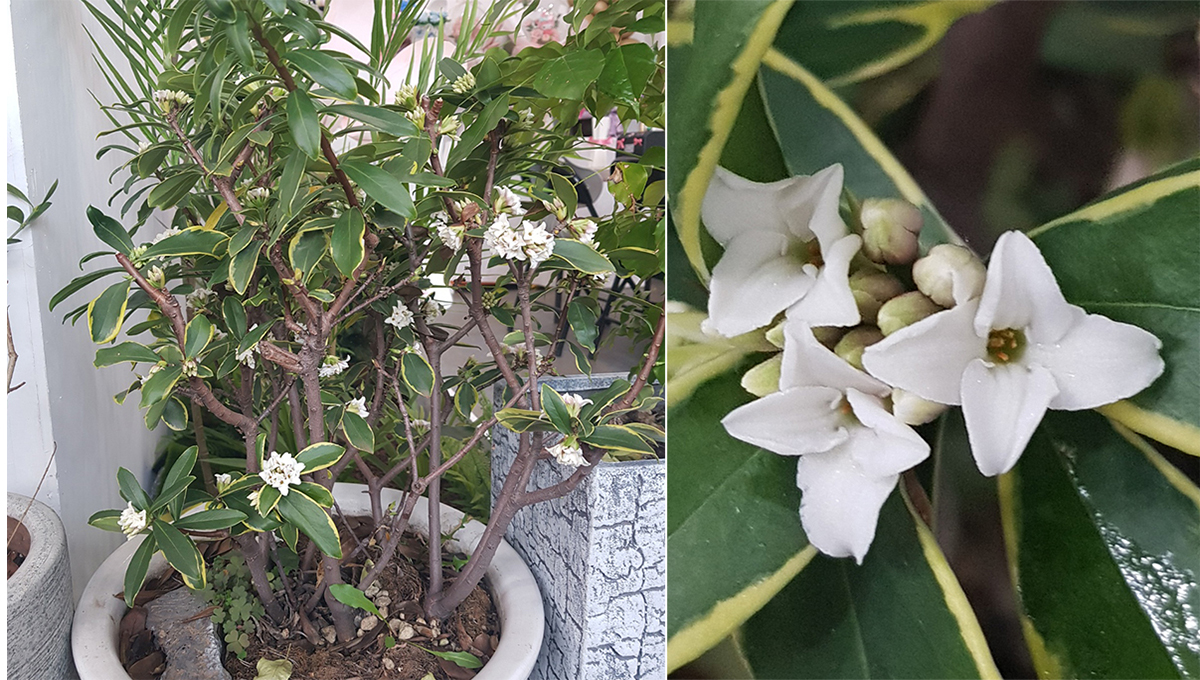 천리향 (향기가 천리까지 간다고하는)