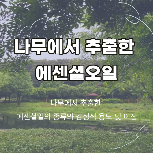 나무에서 추출한 에센셜오일의 종류와 감정정 용도 및 이점