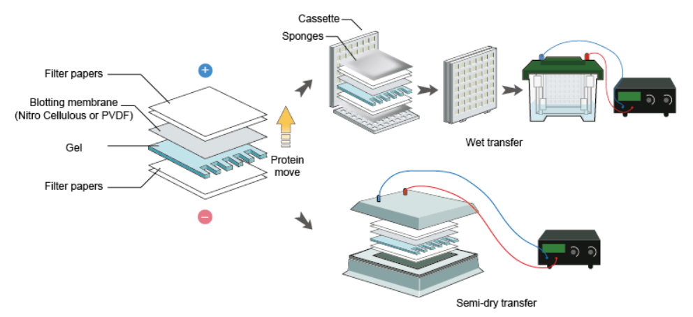 Western blot transfer