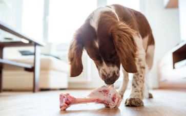 강아지 구토/출처:어도비스톡