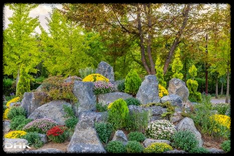 2024 드림파크 국화축제: 인천의 가을 대표 꽃 축제