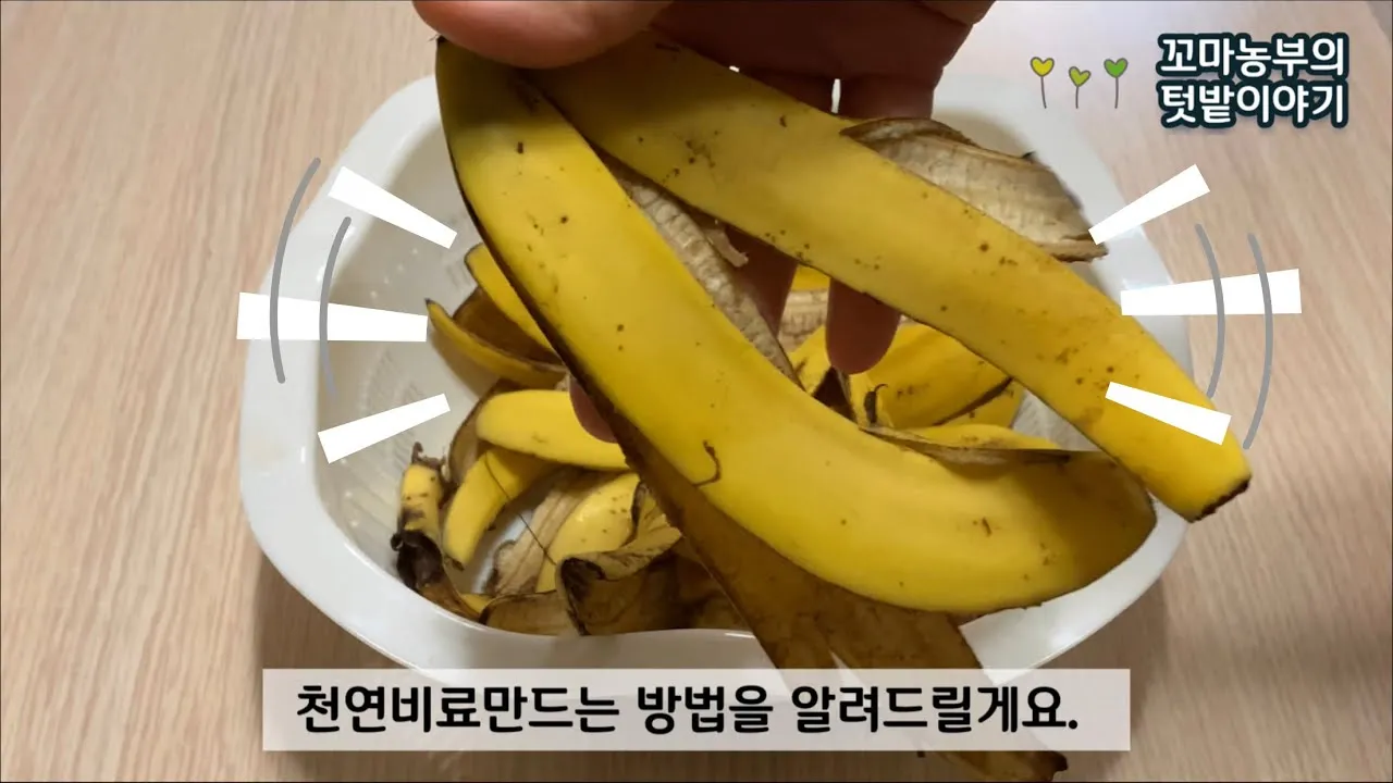 바나나 껍질 비료 활용 희석사용시기 냄새방지 천연영양 가이드_1