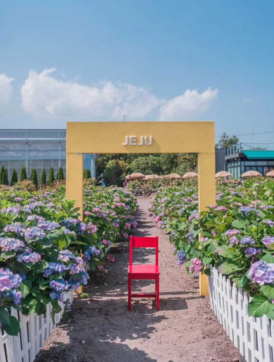 휴애리 수국축제