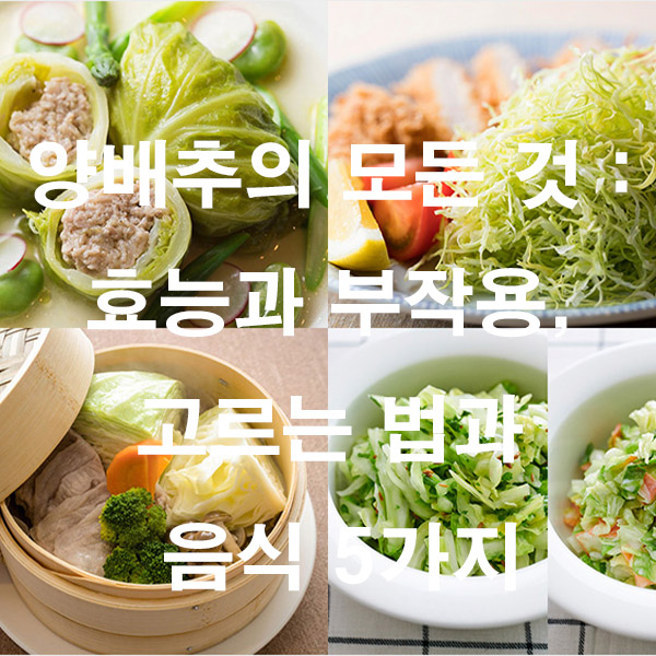 양배추의 모든 것 : 효능과 부작용, 고르는 법과 음식 5가지