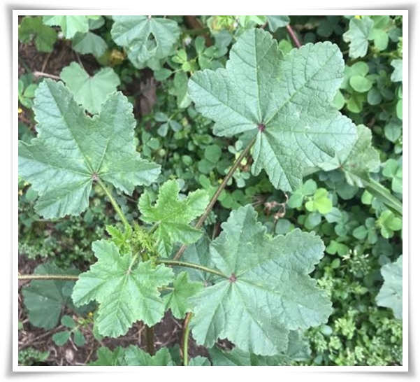 "9월에 심기 좋은 텃밭 작물" 풍성한 수확을 위한 최고의 작물 선택과 관리 비법!