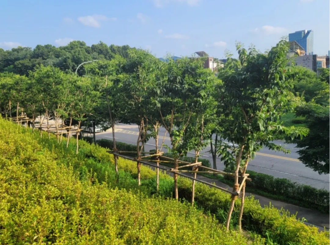 조경수 가격시세