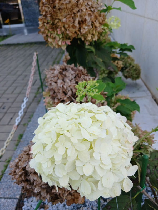 시래마루 앞마당 수국