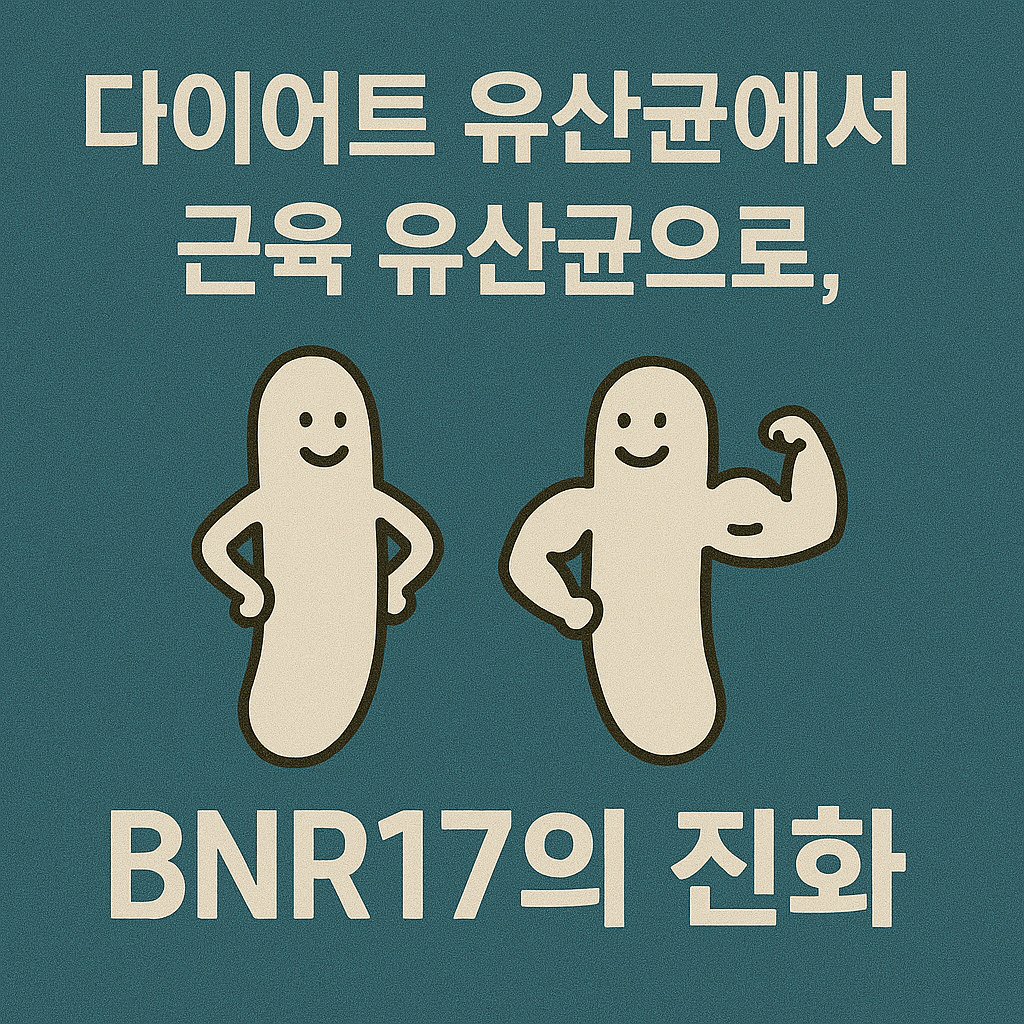 다이어트 유산균에서 근육 유산균으로, BNR17의 진화