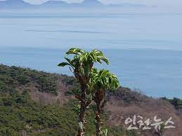 2024 문갑도 벙구나물 축제 기본일정과 특징 소개