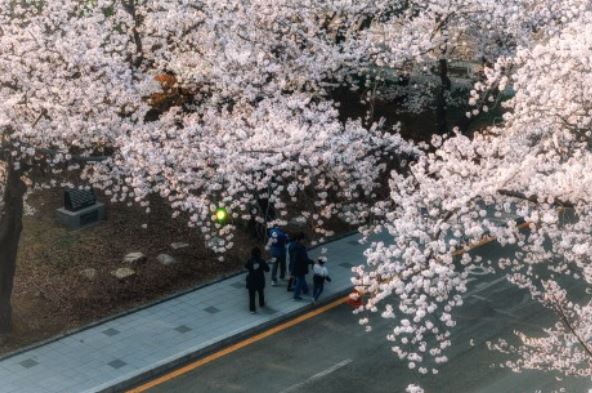 렛츠런파크 벚꽃축제 야경