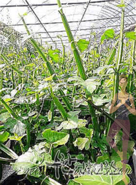 시서스 효능 부작용