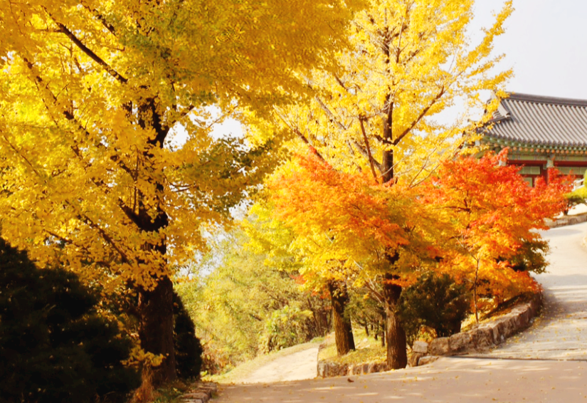 영주 부석사 은행나무