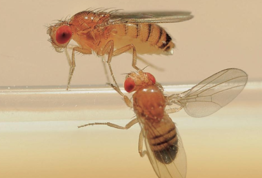 과일에 앉은 초파리 먹어도 괜찮을까?