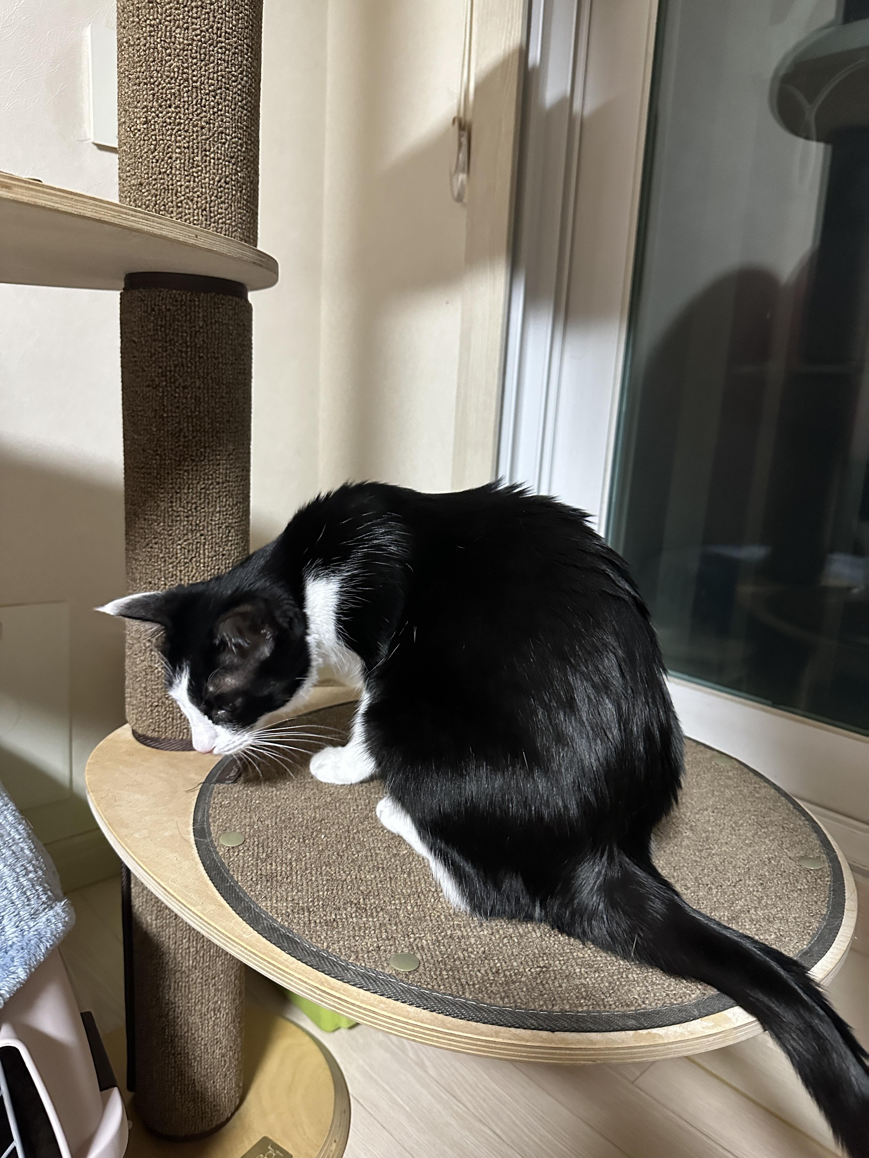 디어캣 캣폴 기둥 스크래쳐 카펫을 교체했다 (feat.신난 냥냥이들 반응)