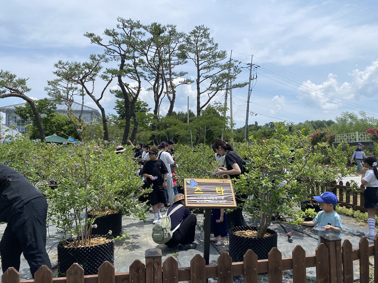 가족 단위 블루베리 체험