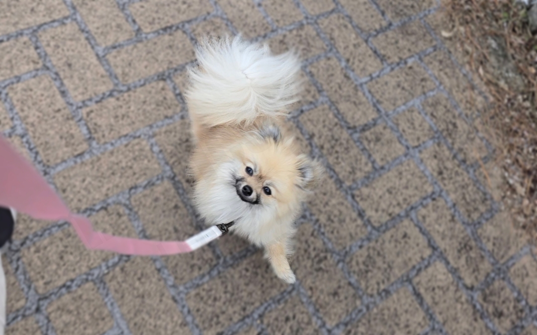 식분증이 있는 포메라니안