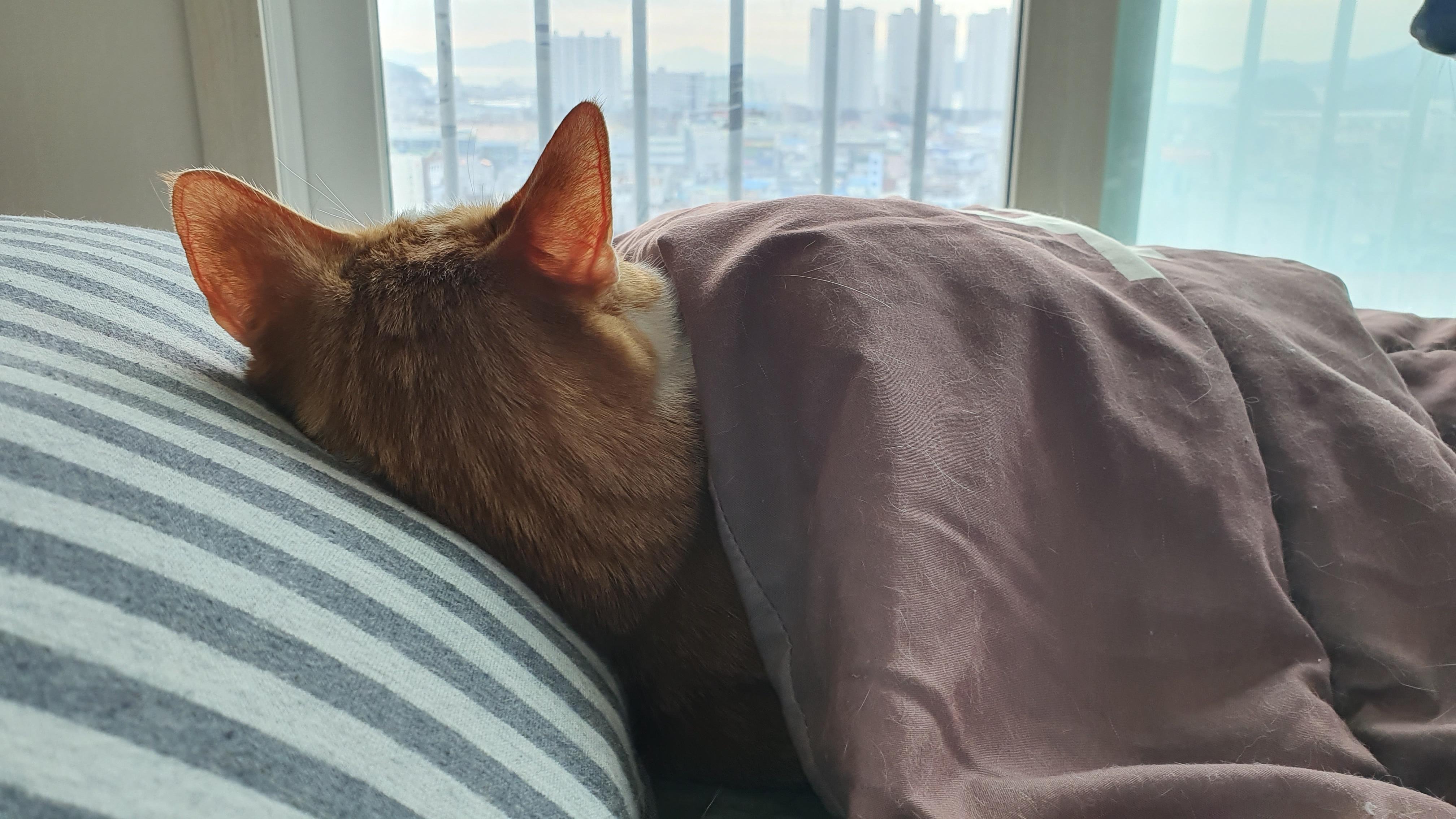 사람처럼 자는 고양이, 치즈냥이 호야.