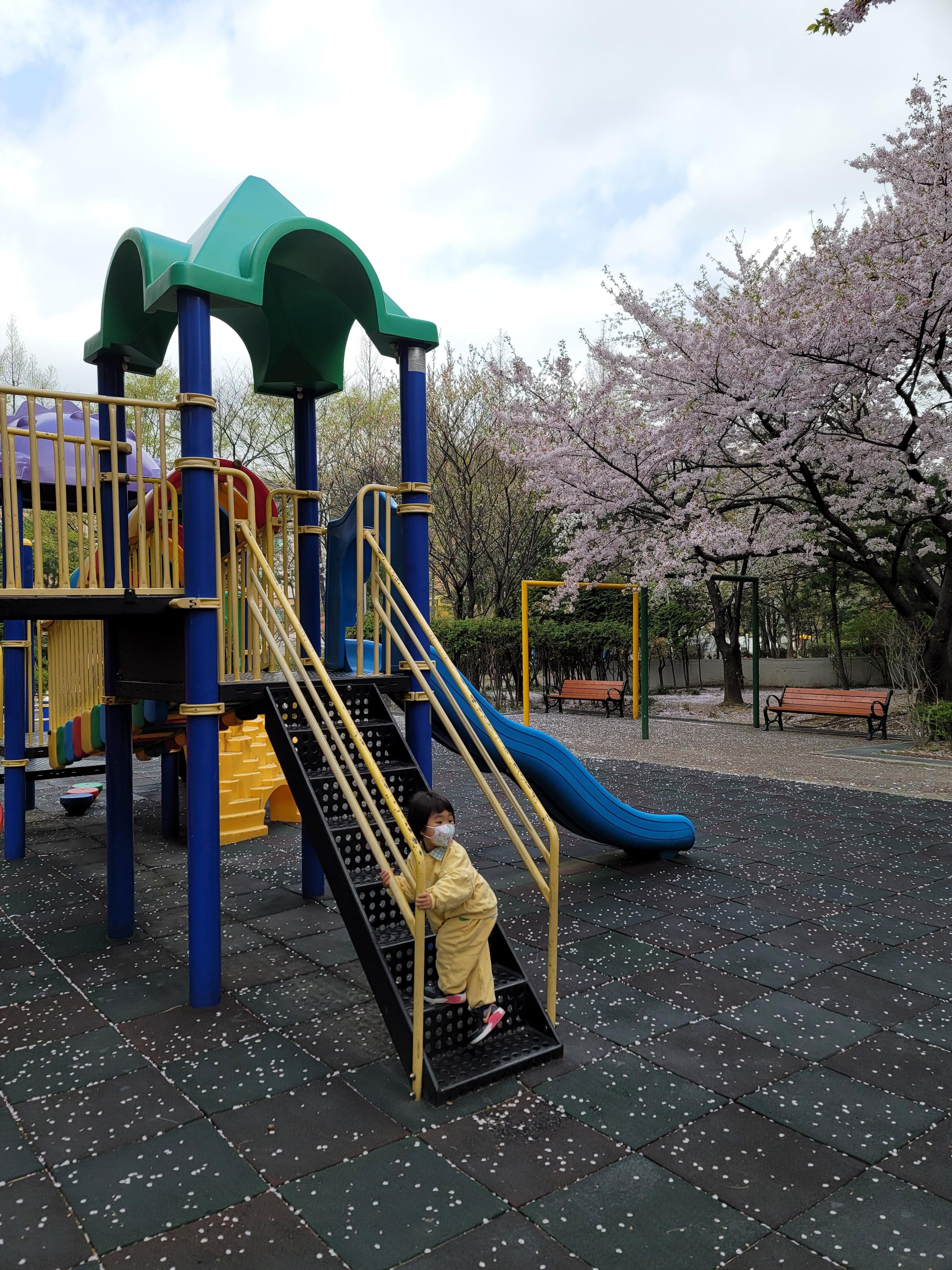 수원 숨은 벚꽃 명소