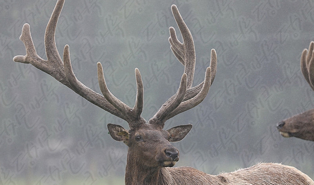 이경제 더힘찬녹용 효능 부작용