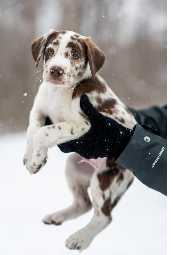 강아지와 주인의 유대감 이미지