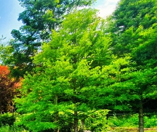 화담숲 예약 방법부터 운영시간까지! 방문 전 꼭 알아야 할 정보
