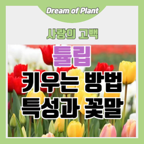 튤립 키우는 방법 썸네일 이미지
