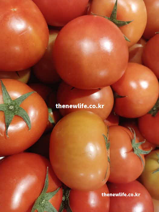 토마토 효능 부작용 주의사항 위장 장애 신장 질환자
