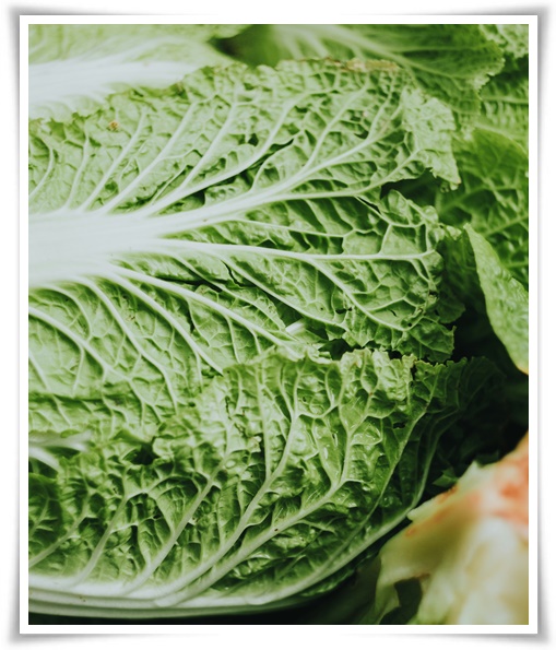 &quot;김장 배추, 직접 길러보세요!&quot; 초보자도 성공할 수 있는 쉬운 재배 가이드