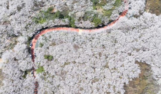  광안리 벚꽃 명소