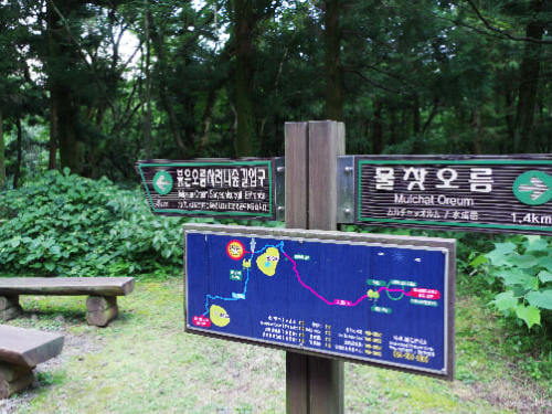 사려니 숲길 탐방로